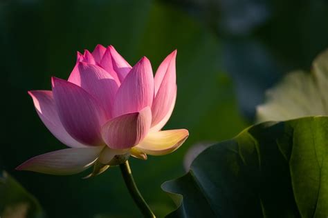  La Pagoda del Fiore di Loto: Un Viaggio nella Storia e un Rifugio per l'Anima!